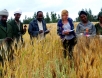 ricercatori_e_contadini_etiopi_durante_fase_ricerca