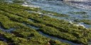 Le alghe, alleato prezioso per l’ecosostenibilità