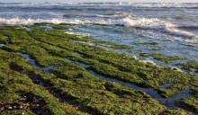 Le applicazioni industriali delle alghe/seconda parte