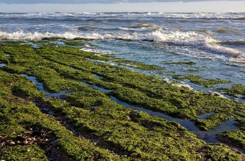 Le alghe, alleato prezioso per l’ecosostenibilità