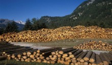 Produttori: “Costruire una filiera italiana del legno”