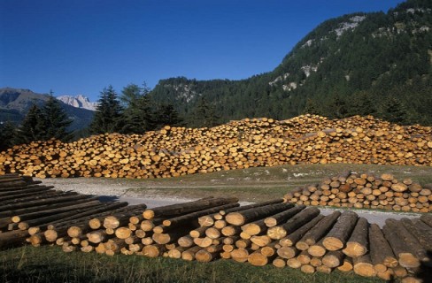 Produttori: “Costruire una filiera italiana del legno”