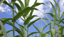 Biocarburanti, la Ue spinge la seconda generazione