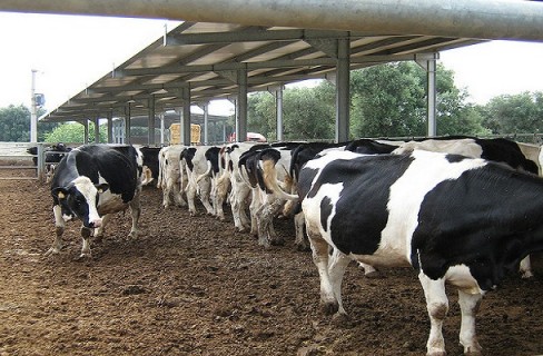 Produrre energia pulita dalle deiezioni animali