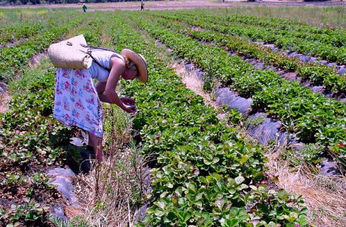 L’export traina l’agricoltura biodinamica