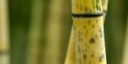 Bambù e salice per costruire sostenibile