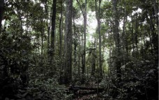 Rio+20: appuntamento al verde