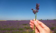 La green economy inizia dalla bioeconomia