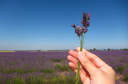 La green economy inizia dalla bioeconomia