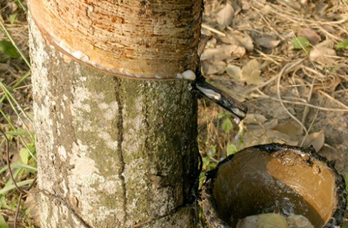 Sotto l’albero delle gomme