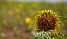 La Fao non boccia i biocarburanti