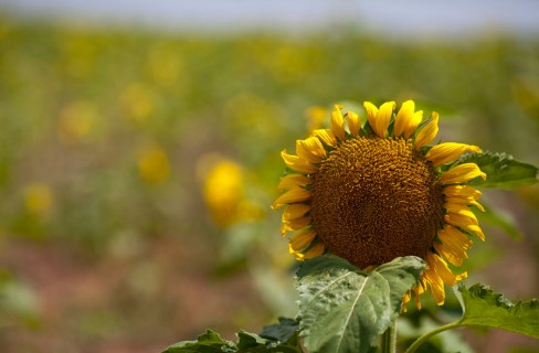 I biocarburanti sconvolgono la catena alimentare