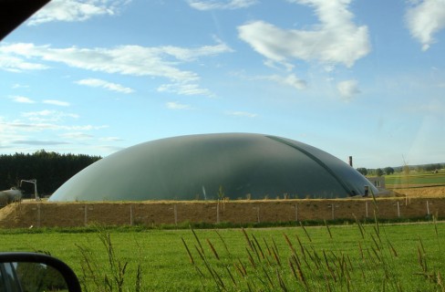 La canna può essere un’alternativa per il biogas
