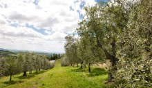 L’oro verde italiano: l’olio