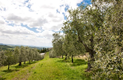 L’oro verde italiano: l’olio