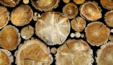 Legno-energia: settore delle biomasse in crescita