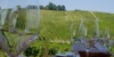 Emissioni: il registro green per le aziende del vino