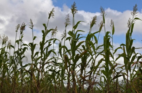 Cibo e bioenergie, un connubio possibile