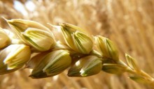 Come sarà la pasta del futuro?