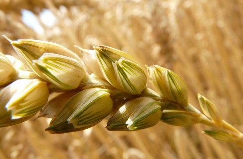 Come sarà la pasta del futuro?