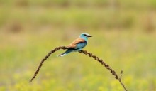 Le aree protette salvano la biodiversità