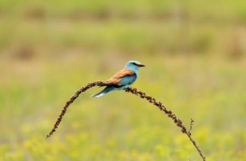 Le aree protette salvano la biodiversità