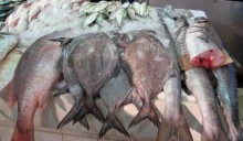Bloccate le importazioni di pesce dallo Sri Lanka