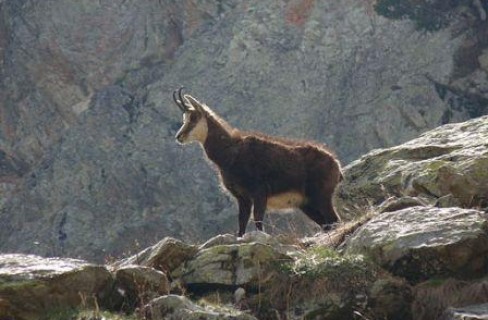 Animali più piccoli a causa dei cambiamenti climatici