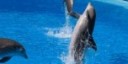 Stop alla cattura e al commercio dei cetacei