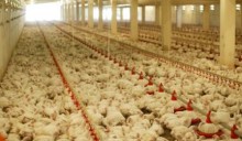 Farmageddon, l’apocalisse degli animali