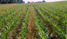 Eu, definitive le norme sulla coltivazione di Ogm