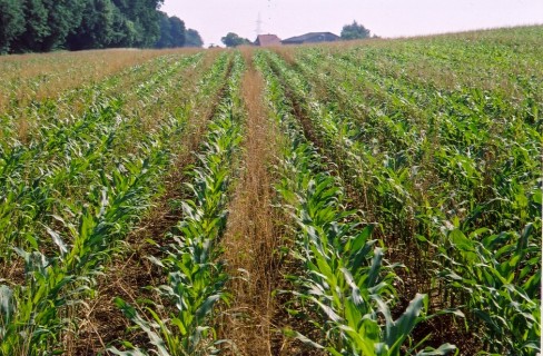 Eu, definitive le norme sulla coltivazione di Ogm