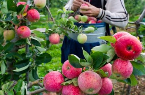 Il gusto amaro della produzione intensiva di mele