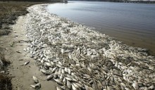 Zuppa di pesce ai cambiamenti climatici