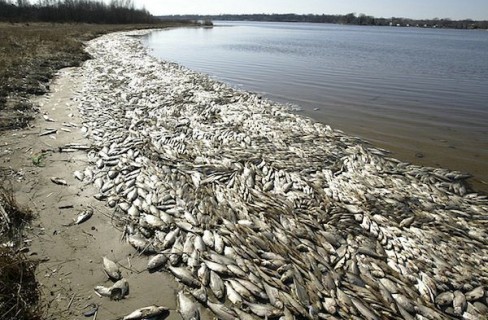 Zuppa di pesce ai cambiamenti climatici