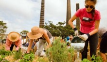 Orti urbani contro la crisi