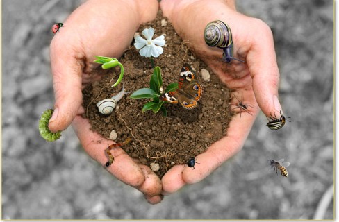 Il Manifesto della green economy per l’agroalimentare