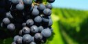 Il Vino Nobile è sostenibile