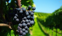 Il Vino Nobile è sostenibile