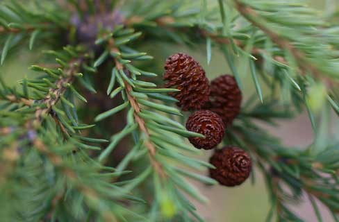 Collegato ambientale: la green economy sotto l’albero