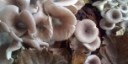 Ami i funghi? Ecco il kit ecosostenibile per coltivarli in casa