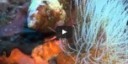 Viaggio alla scoperta dell'ecosistema sottomarino siciliano [video]
