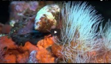 Viaggio alla scoperta dell’ecosistema sottomarino siciliano [video]