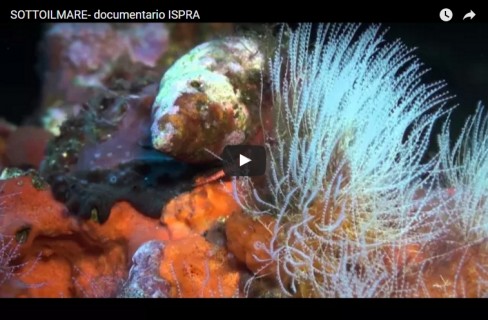 Viaggio alla scoperta dell’ecosistema sottomarino siciliano [video]