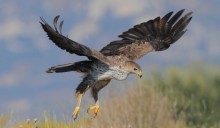 Un mondo di biodiversità da scoprire e tutelare: gli uccelli che vivono in Italia