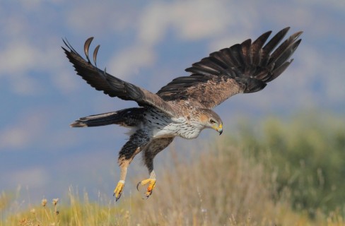 Un mondo di biodiversità da scoprire e tutelare: gli uccelli che vivono in Italia