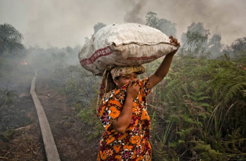Olio di palma, arriva il Piano “salva-foreste”