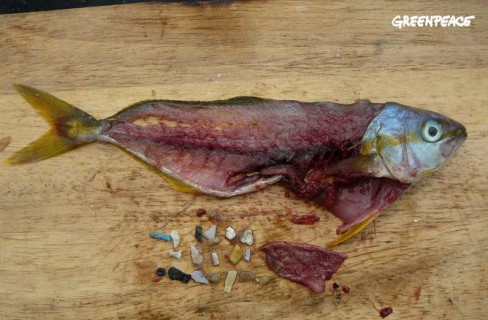 I rifiuti di plastica alla conquista dei nostri mari (e dei pesci)