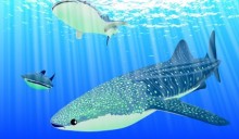 Hanno 400 milioni di anni ma sono a rischio estinzione: sono gli squali