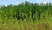 Canapa, sì del Senato allo sviluppo della filiera agricola